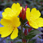Evening Primrose – Rechazo materno –