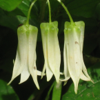 Fairy Lantern – Inmadurez sexual –