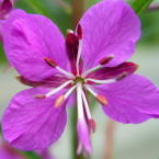 Fireweed – Sanar el trauma –