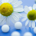 Flores de Bach dinamizadas con la técnica homeopática.