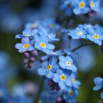 Forget Me Not – Recordar –