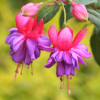 Fuchsia – Expresar emociones –