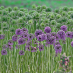 Garlic – Pánico escénico –