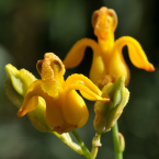 Golden Ear Drops – Dolor de la niñez –