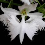 Habenaria – Equilibrio afectivo –
