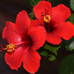 Hibiscus – Pasión y disfrute femenino –