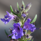 Hyssop – Hisopo Soltar la culpa –