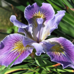Iris – Inspiración creativa –