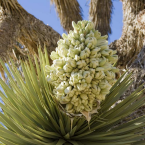Joshua Tree – Memorias familiares –