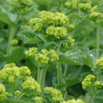 Lady´s Mantle – Madre terrenal –