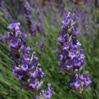 Lavender – Relajación –