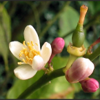 Lemon – intelecto y agudeza mental –