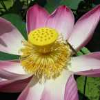 Lotus – Búsqueda espiritual –