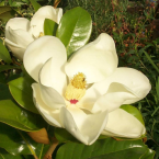 Magnolia – Vivir sin quejas
