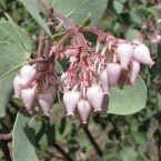 Manzanita – Aceptar y amar el cuerpo –