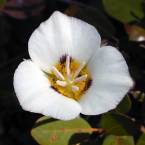 Mariposa – Lily Madre cósmica –