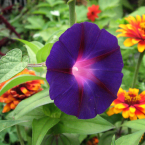 Morning Glory – Volver a empezar –