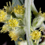 Mugwort – Situaciones límites –