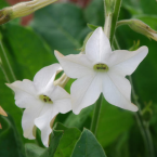 Nicotiana – Enfrentar la vida –
