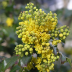 Oregon grape –  Celos y desconfianza –