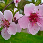 Peach – Ser solidario –