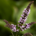 Peppermint – Pereza mental –