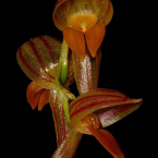 Pleurothallis – Elevar la frecuencia –