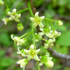 Poison Oak – Miedo a la intimidad –