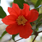 Pomegranate – Identidad femenina –
