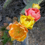 Prickly Pear Cactus – Malas relaciones –