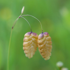 Quaking Grass – Trabajar en equipo