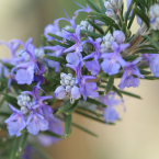Rosemary – Habitar el cuerpo –