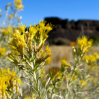 Sagebrush – Soltar hábitos –