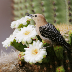 Saguaro – Autoridad masculina –