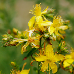 Saint John´s Wort – Miedos nocturnos –