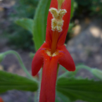 Scarlet Monkeyflower – Hostilidad oculta –