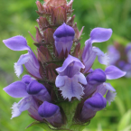 Self Heal – Poder curativo –