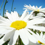 Shasta Daisy – Pensamiento integrador –