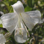 Shasta Lily – Percepción global –