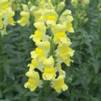 Snapdragon – Hostilidad verbal –
