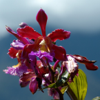 Sobralia – Con los pies en la tierra –