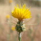 Star Thistle – Avidez y posesividad –