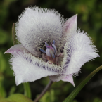 Star Tulip – Catalizar el ánima –