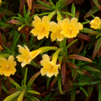 Sticky Monkeyflower – Catalizar el animus –