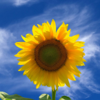 Sunflower – Girasol Identidad masculina –