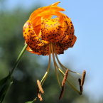 Tiger Lily – Poder femenino –