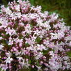 Valeriana – Serenidad y descanso –