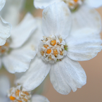 Yarrow – Vitalidad y protección –