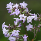 Yerba Santa – Opresión y tristeza –