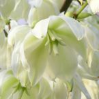 Yucca – Nuevos desafíos –